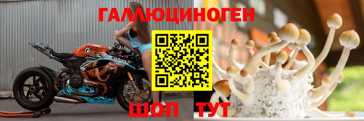 Псилоцибиновые грибы Psilocybine cubensis Россия